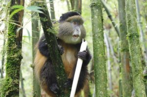 Golden Monkey Permits | Realm Africa Safaris