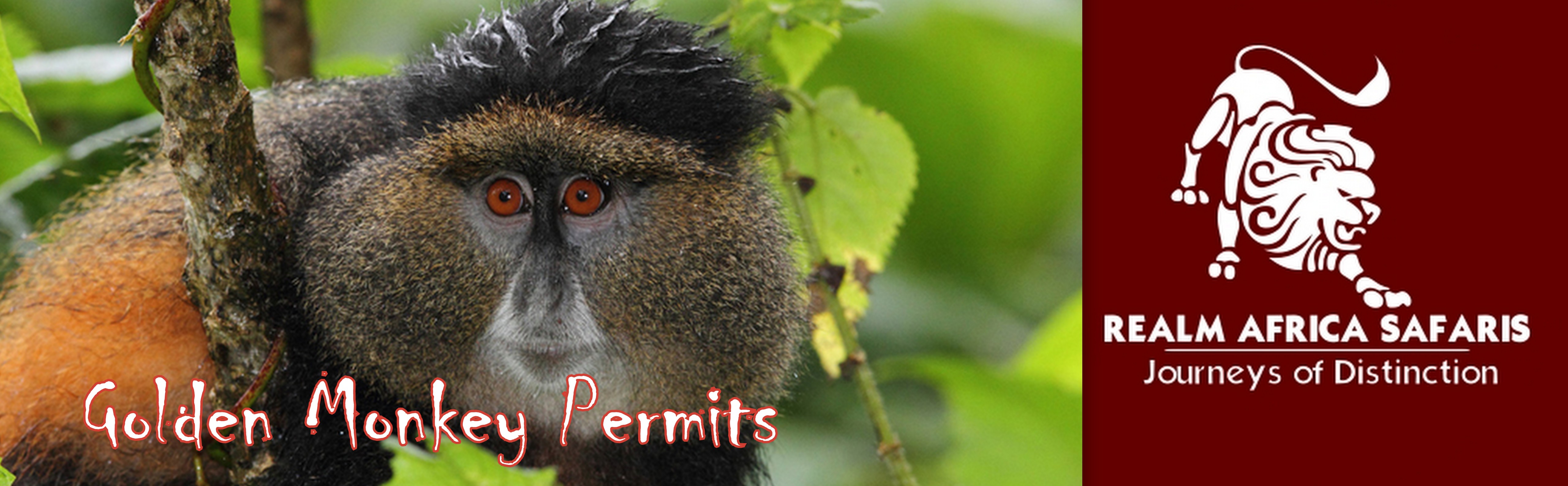 Golden Monkey Permits, Information about the Price & How to book