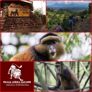 Golden Monkey Trekking In Mgahinga Gorilla National Park | Golden Monkey Safaris | uganda Gorilla Safaris | Realm Africa Safaris