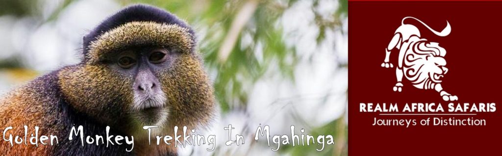 Golden Monkey Trekking In Mgahinga Gorilla National Park | Uganda GorillaSafaris, | Mgahinga Gorilla NationalPark| Realm Africa Safaris