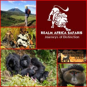 Mgahinga Gorilla Safaris | Gorilla Trekking In Mgahinga Gorilla National Park | Uganda Gorilla Safaris | Mgahinga National Park 1 | Realm Africa Safaris