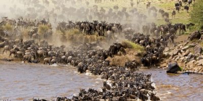 Gorilla Safaris | Realm Africa Safaris