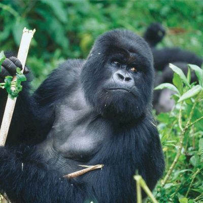 12 Days Climb Kilimanjaro and Trek Gorillas in Uganda