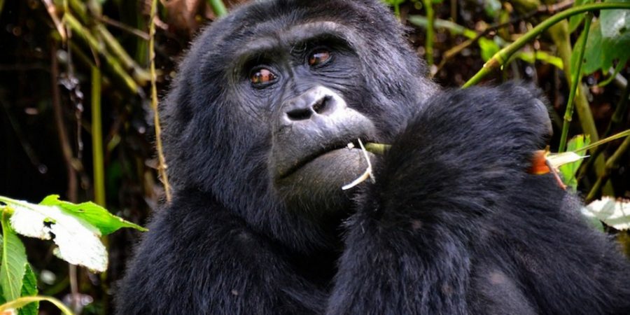 5 Day Budget Uganda Gorillas & Chimps