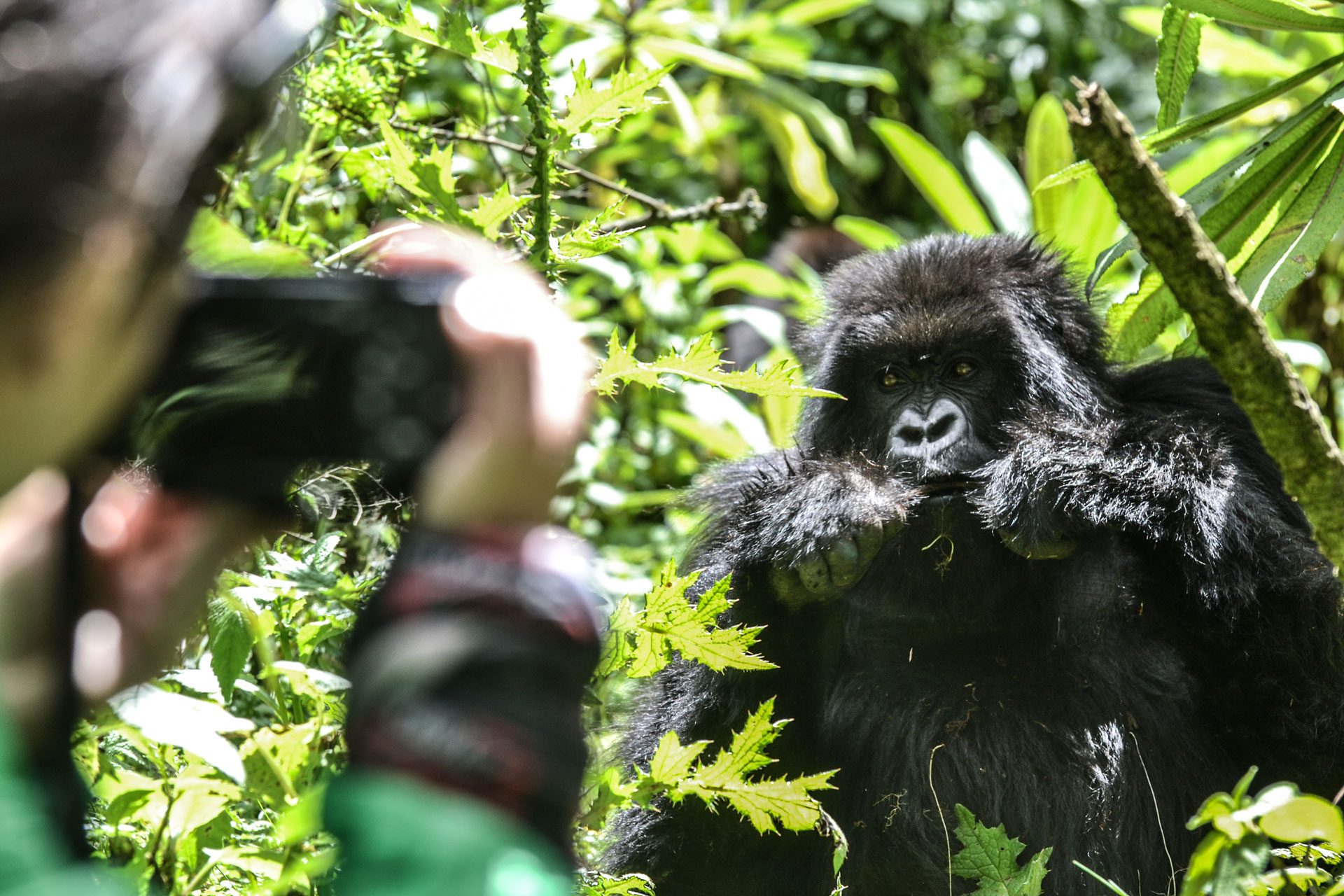 Best time to film in Uganda - Best weather for filming in Uganda