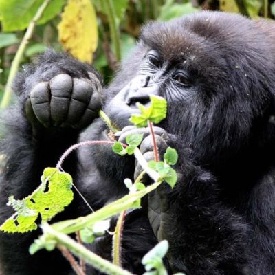03 Days Uganda Gorilla Safari