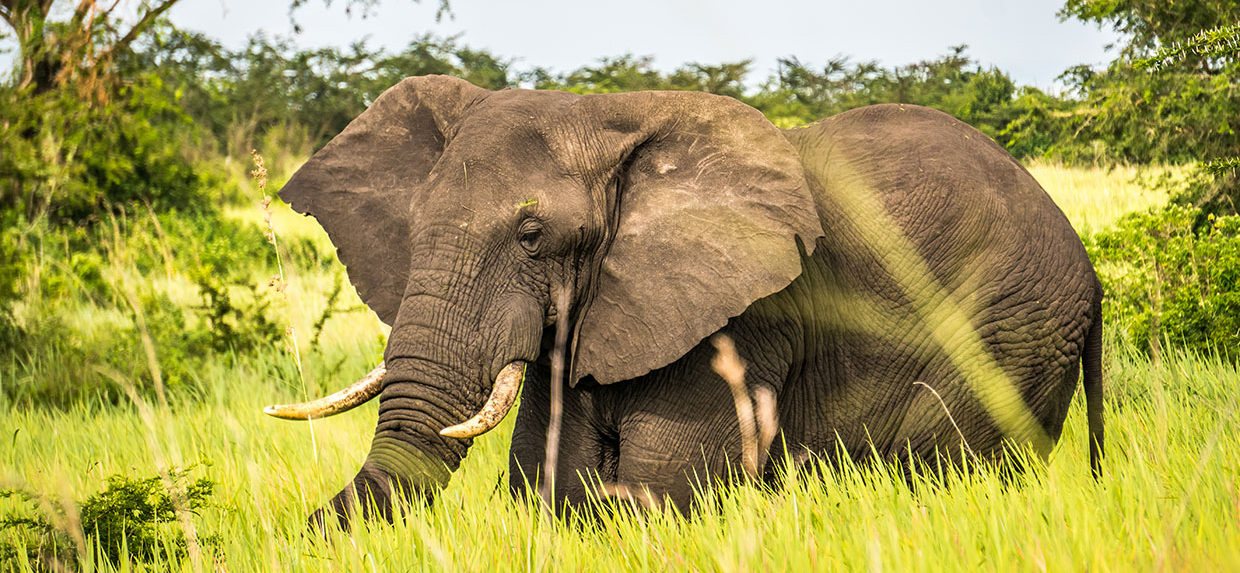 The Big Five Animals of Africa - Elephant, lions, leopard, Buffalo & Rhino