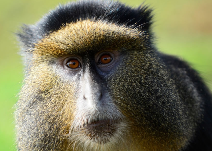 Golden Monkey Trekking In Mgahinga Gorilla NP