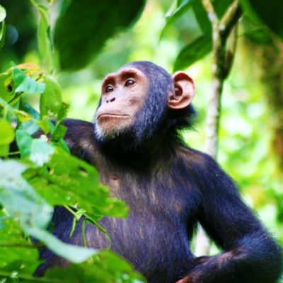 03 Days Chimp Trekking In Kibale Forest NP