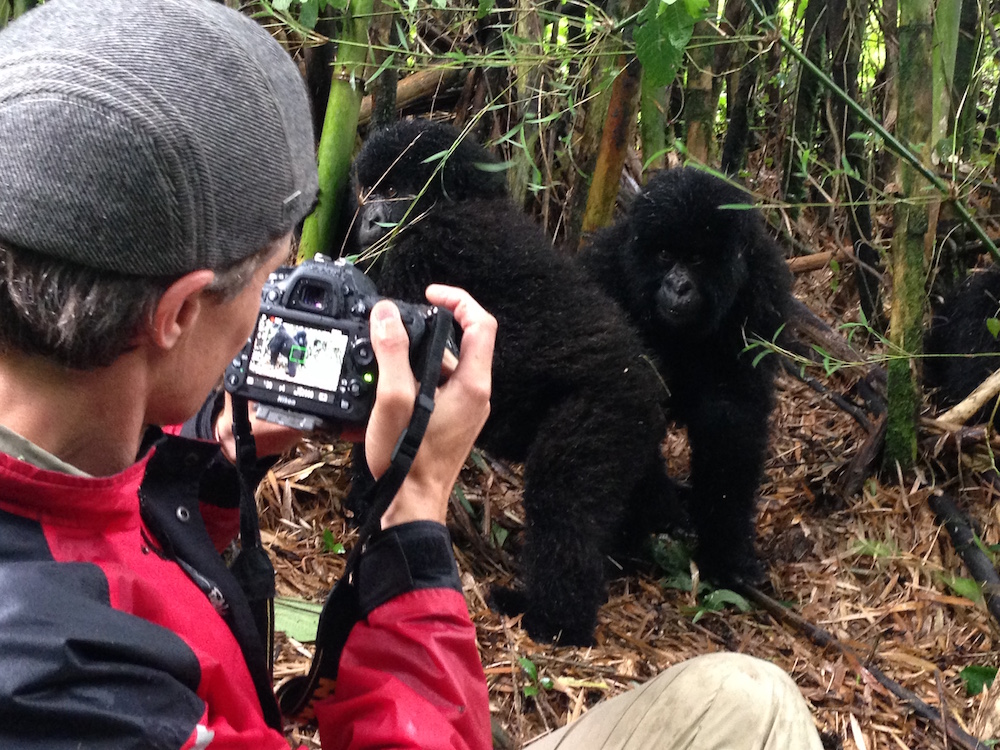 Mountain Gorilla Filming In Uganda