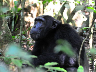 Safaris to Kibale Forest NP