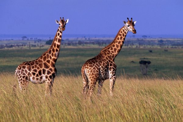 Safaris to Murchison Falls NP | cheap Safari to Murchison Falls