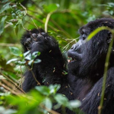 Gorilla Trekking