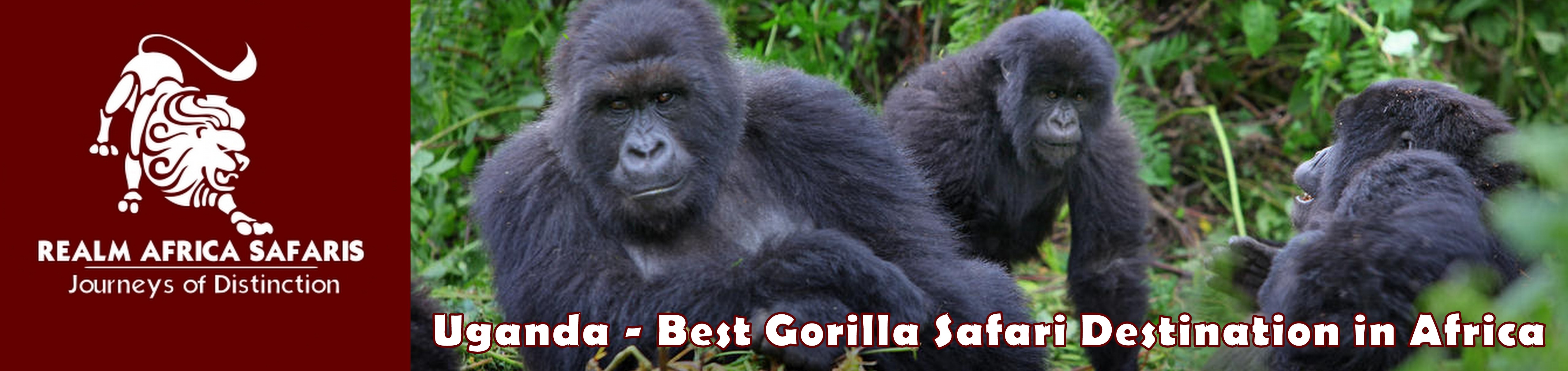 Best Mountain Gorilla Trekking Safari Destination In Africa