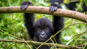 Important things to consider when booking gorilla safaris