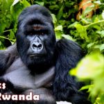 Gorilla Permits in Uganda & Rwanda