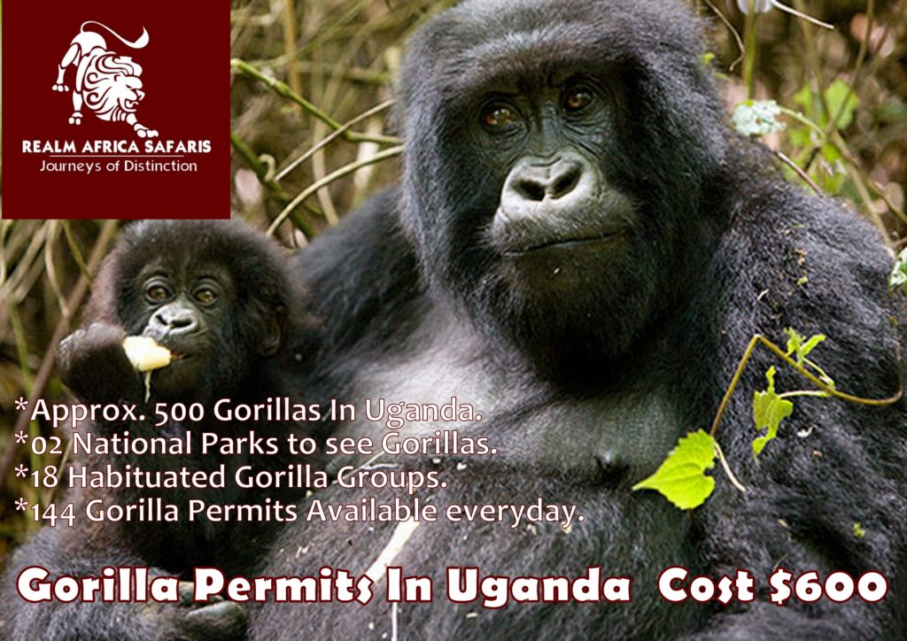 Best Mountain Gorilla Trekking Safari Destination in Africa