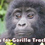 safety Tips for Gorilla tracking In Uganda & Rwanda