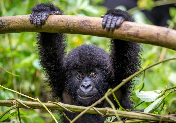 Uganda | Gorilla safaris | Realm Africa Safaris
