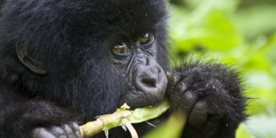 Trek Mountain Gorillas in Volcanoes NP Trek Mountain Gorillas in Volcanoes NP