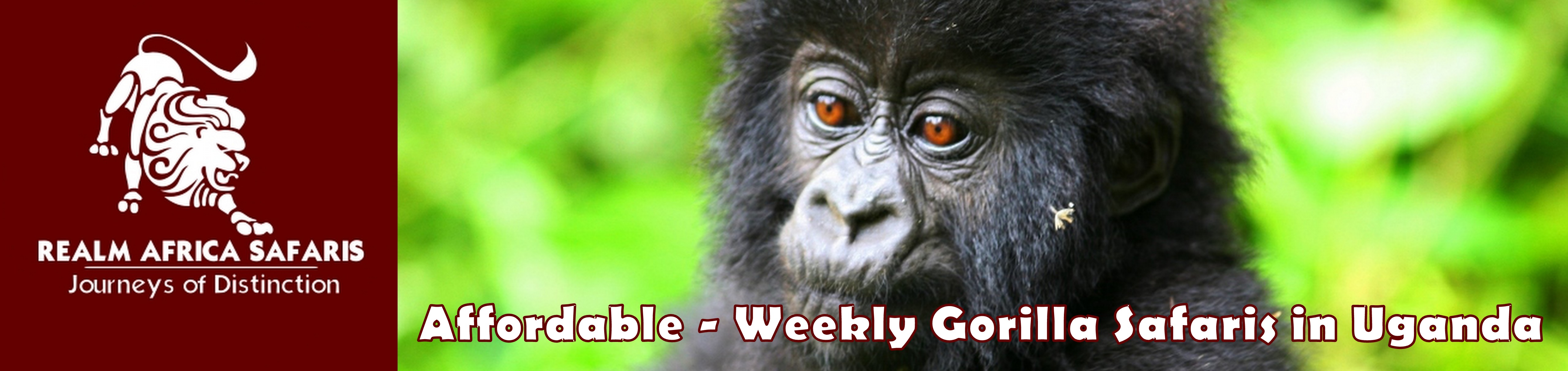 Weekly Gorilla Safaris In Uganda