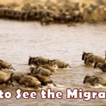 Best time to see the Wildebeest Migration
