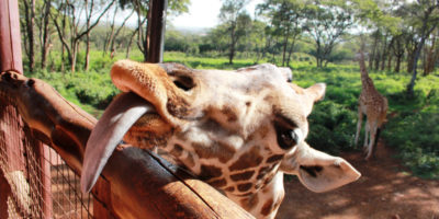 Giraffe Centre, Nairobi Kenya