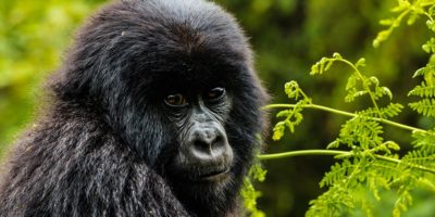 10 Days Gorillas, Ngorongoro & Serengeti