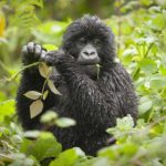 7 Days Amazing Rwanda Safari