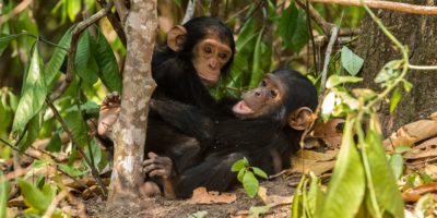 Chimpanzee Tracking