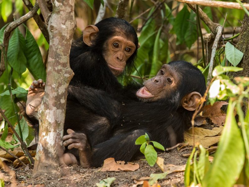 Chimpanzee Tracking