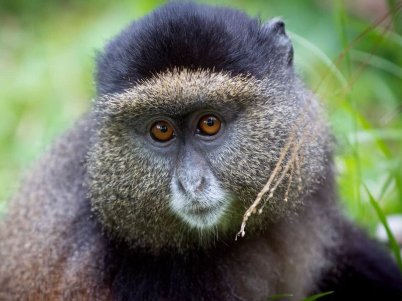 Golden Monkey Trekking