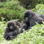 Top 10 East African Safari Holidays - Gorilla Habituation fees in Uganda