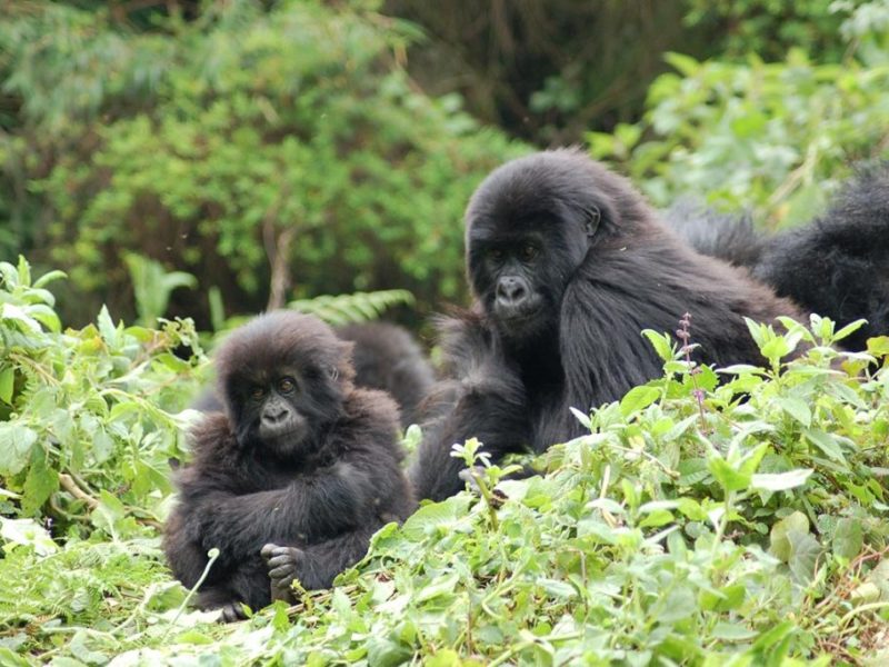 Top 10 East African Safari Holidays - Gorilla Habituation fees in Uganda