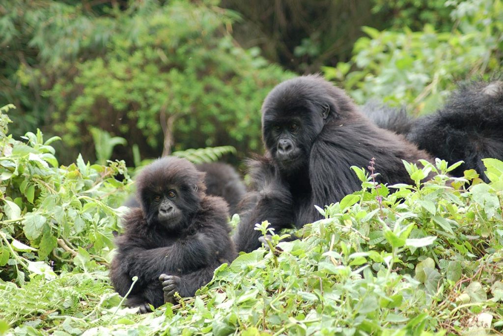 Top 10 East African Safari Holidays - Gorilla Habituation fees in Uganda
