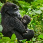 6 Days Uganda Gorillas and chimps