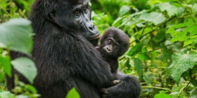 6 Days Uganda Gorillas and chimps