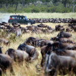 4 Days Kenya Safari to Lake Elementaita - Nakuru and Mara