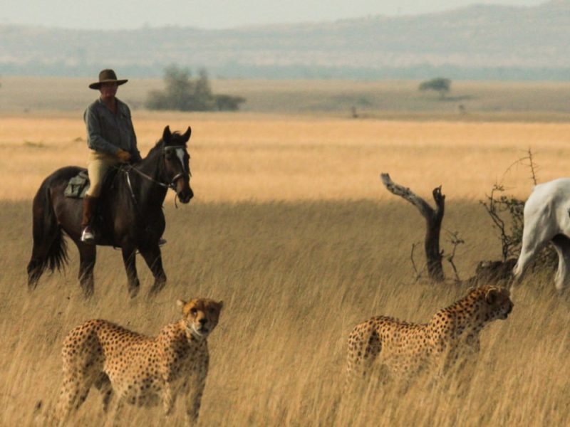 Horseback Safaris