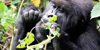 Best time to Go Gorilla Tracking In Uganda