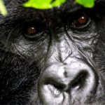 Gorilla Trekking In Volcanoes - Rwanda