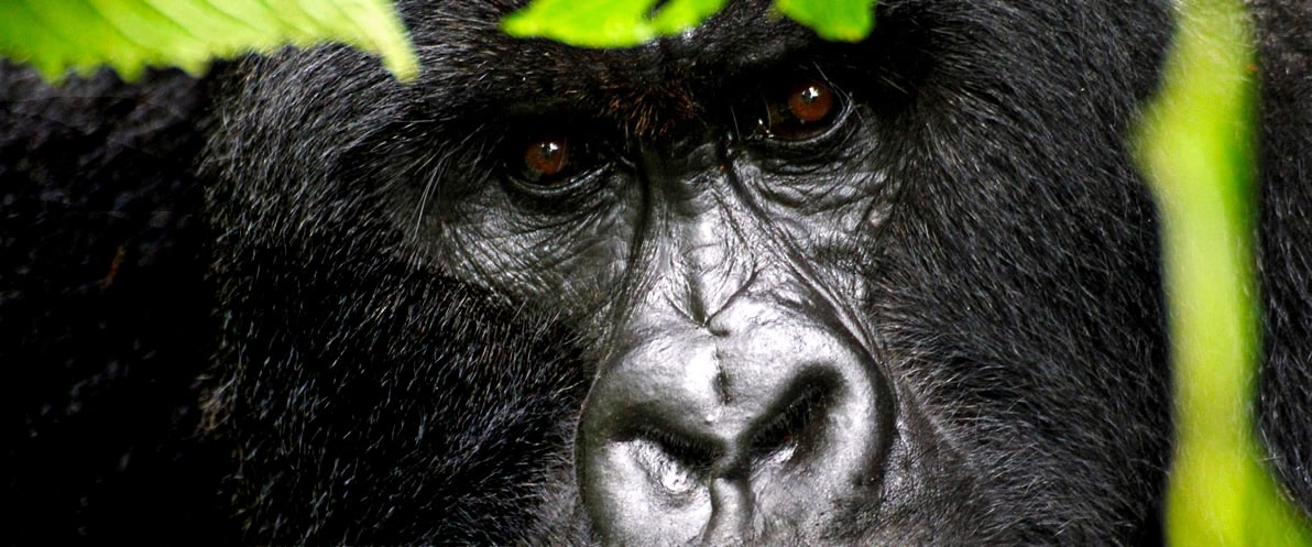 Gorilla Trekking In Volcanoes - Rwanda
