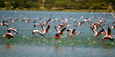 Lake Elementaita - Kenya
