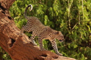 Samburu Safari, Samburu Game Reserve