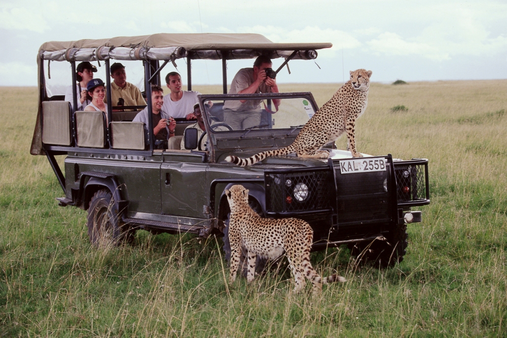 kenya safaris 2024