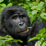 4Days Rwanda Gorilla Safari