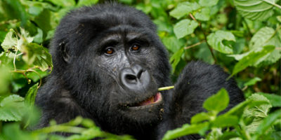 4Days Rwanda Gorilla Safari