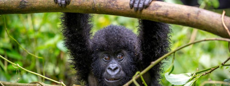 Gorillas In Uganda - Wildlife In Masai Mara