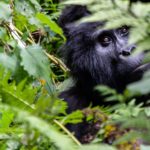 4 days gorilla Habituation safari