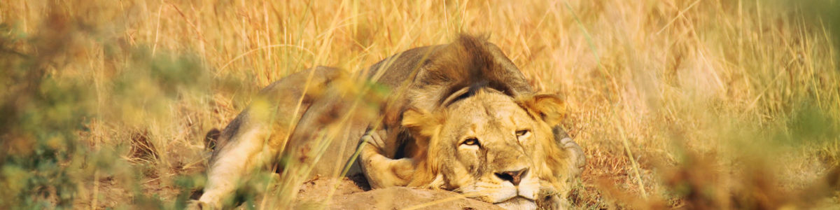 Uganda Safari in January